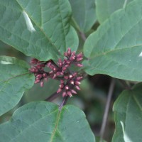 Clerodendrum quadriloculare (Blanco) Merr.